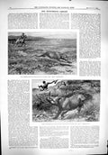 Old 1900 Sport Hunting Somaliland Rhinoceros Leopard Captious Critic Victorian