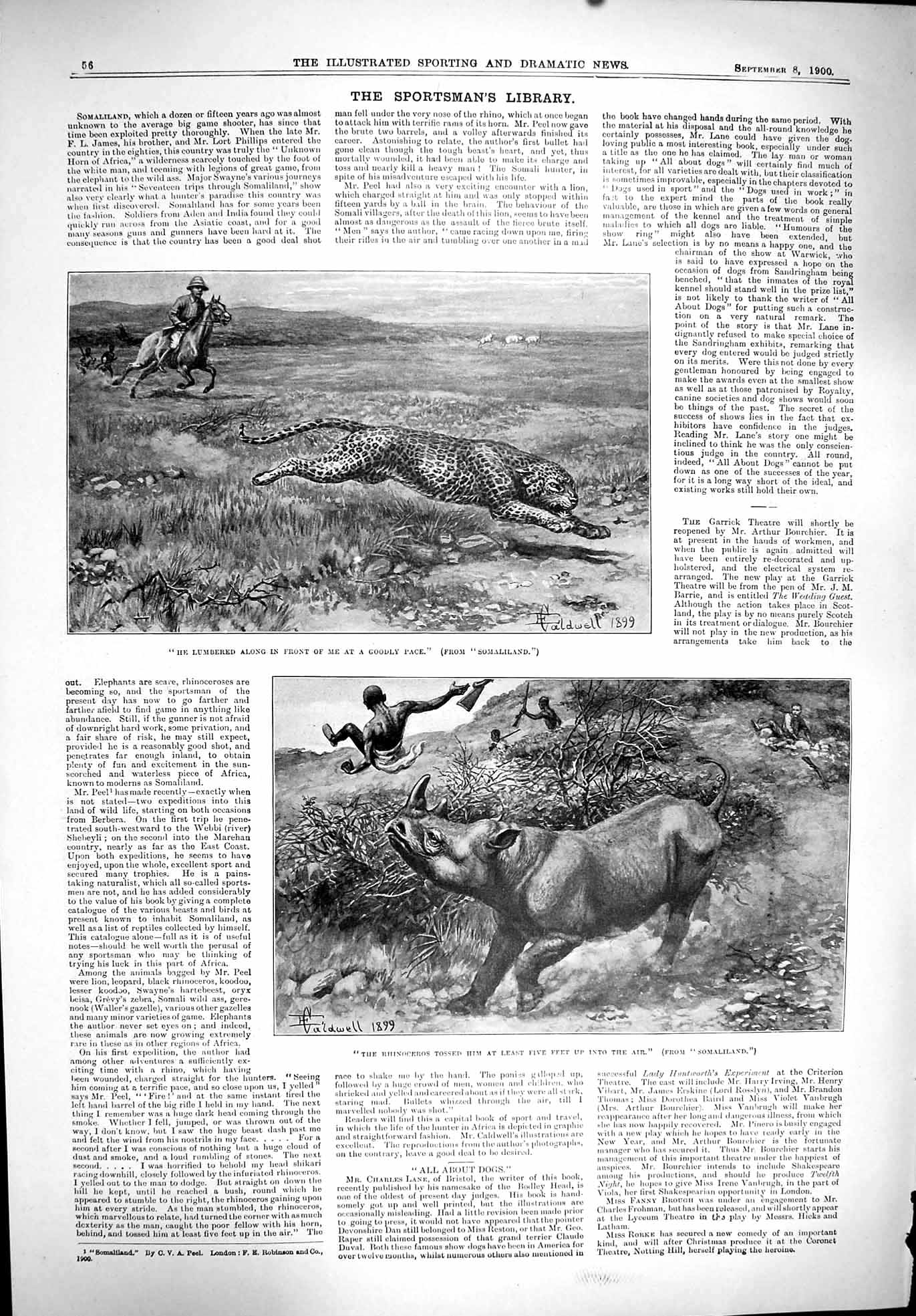 Old 1900 Sport Hunting Somaliland Rhinoceros Leopard Captious Critic Victorian