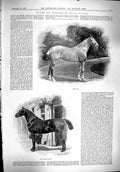 Old 1900 Sport Harness Horse Hack Big Game Animals Shot Prince Henry Victorian