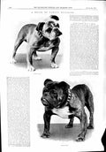 Old Bulldogs Bromley Crib Rodney Stone Dogs 1900 Sport John Riddle Go 20th
