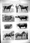 Old 1900 Sport Tunbridge Wells Show Horses Bamber Ram Bull Rowing Fox Victorian