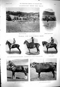 Old 1900 Sport Llangollen Sheep Dog Trials Horse Show Wirral Milton D Victorian