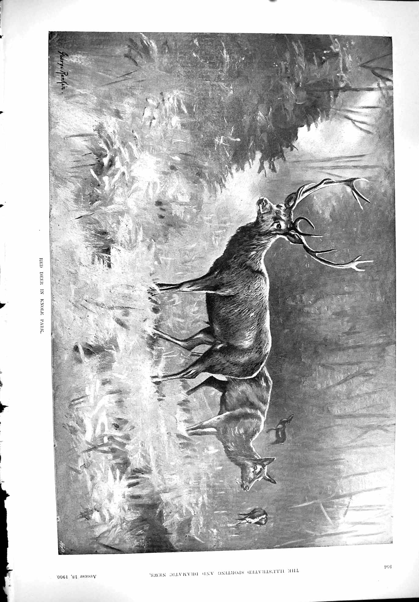 Original Old Antique Print 1900 Sport George Rankin Red Deer Knole Park Stag