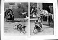 Old 1900 Caldwell Ups Downs Turkey Goose Cockerill Puppy Dogs Animals Victorian
