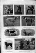 Old 1900 Alexandra Palace Dog Show Bull Sheep James Rockcliff Evans H Victorian