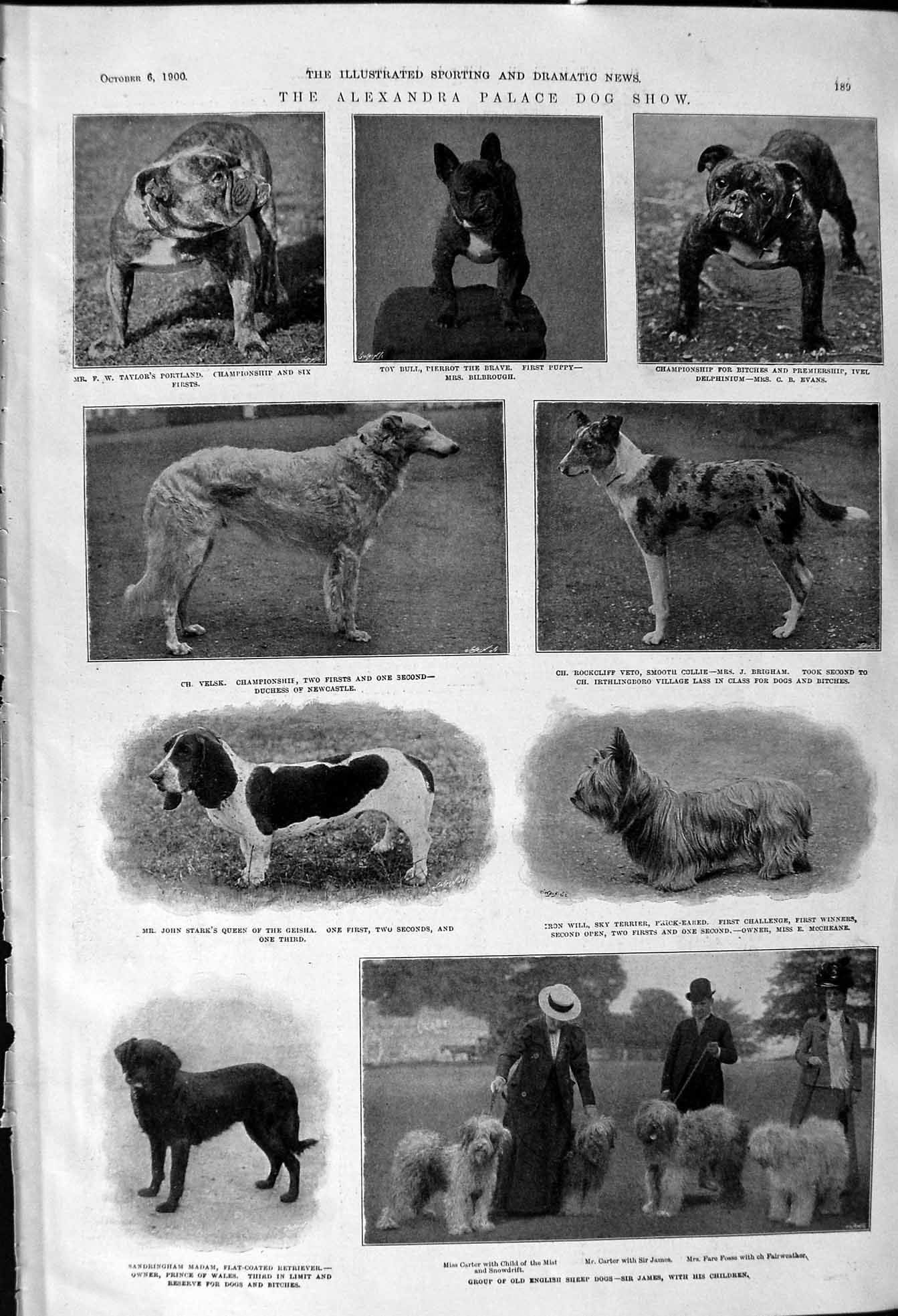 Old 1900 Alexandra Palace Dog Show Bull Sheep James Rockcliff Evans H Victorian