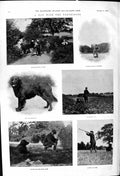 Old 1900 Partridges Hunting Shooting Bob Dog Retriever Lady Punting R Victorian