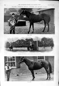 Original Old Antique Print 1900 Horse Racing Sport Eager Royal Flush GCup 20th