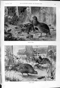 Old 1900 Baby Birds Hunting Grouse Hilda Charlotte Thorp Horse Search Victorian