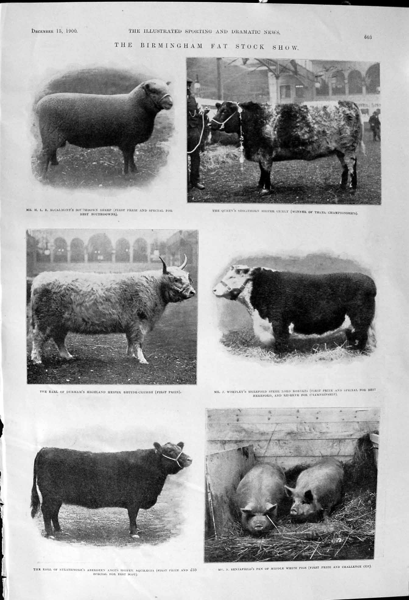 Old 1900 Birmingham Fat Stock Show Sheep Earl Durham Heifer Pigs Worc Victorian