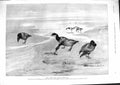 Old 1901 Brent Geese Holm Flats Wash Birds Miss Miriam Clements Photo Victorian