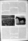 Old 1901 Lincolnshire Handicap Horse Racing Little Eva Paddock Sport Victorian
