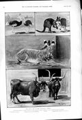 Old 1901 Zoological Gardens Africa Ostriches Kangaroo Wallaby Zebra S Victorian