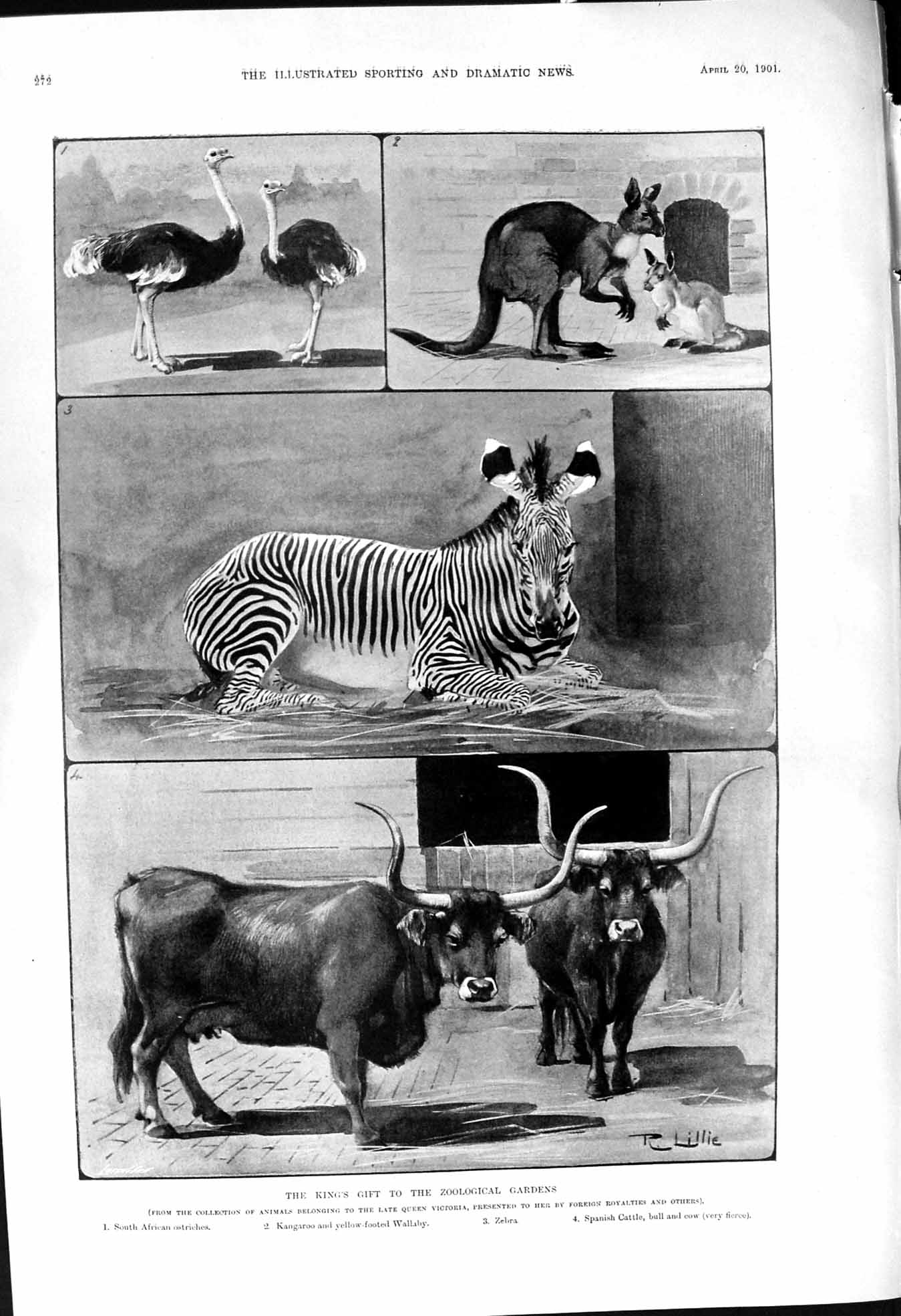 Old 1901 Zoological Gardens Africa Ostriches Kangaroo Wallaby Zebra S Victorian