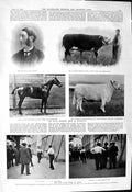Old 1901 Agricultural Portman Tudge Bull Cory Horse Paris Duel Regis Victorian