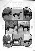 Old 1901 Ascot Horses Edwarde Whitney Kenne Dewar Forfarshire Santoi Victorian