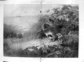 Antique Print Damaged 1901 Covey Bird Sheltering Archibald Thorburn Nature 0