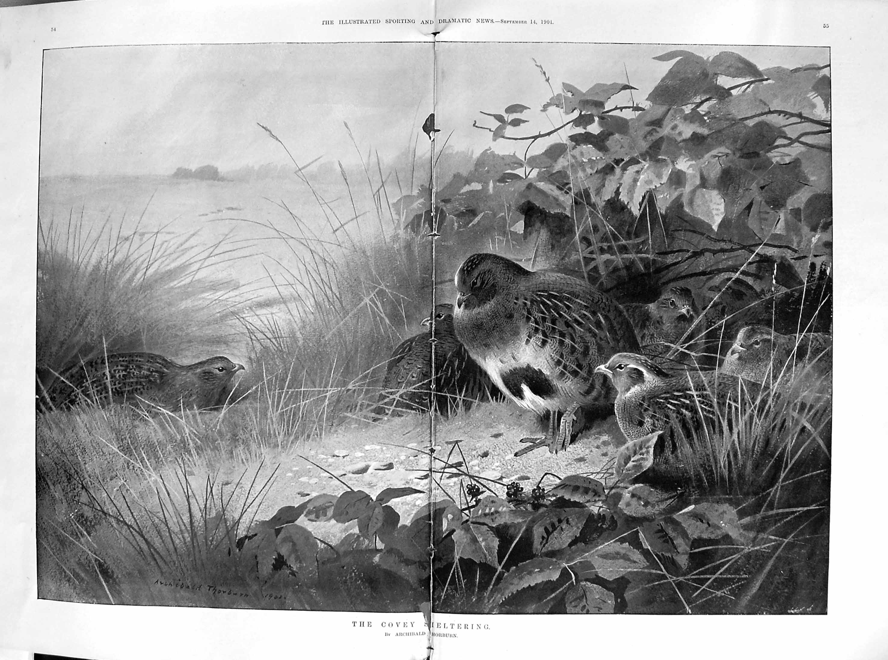 Antique Print Damaged 1901 Covey Bird Sheltering Archibald Thorburn Nature 0