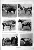 Old 1901 Agricultural Show Cardiff Phipps Makeague King Bulls Cricket Victorian