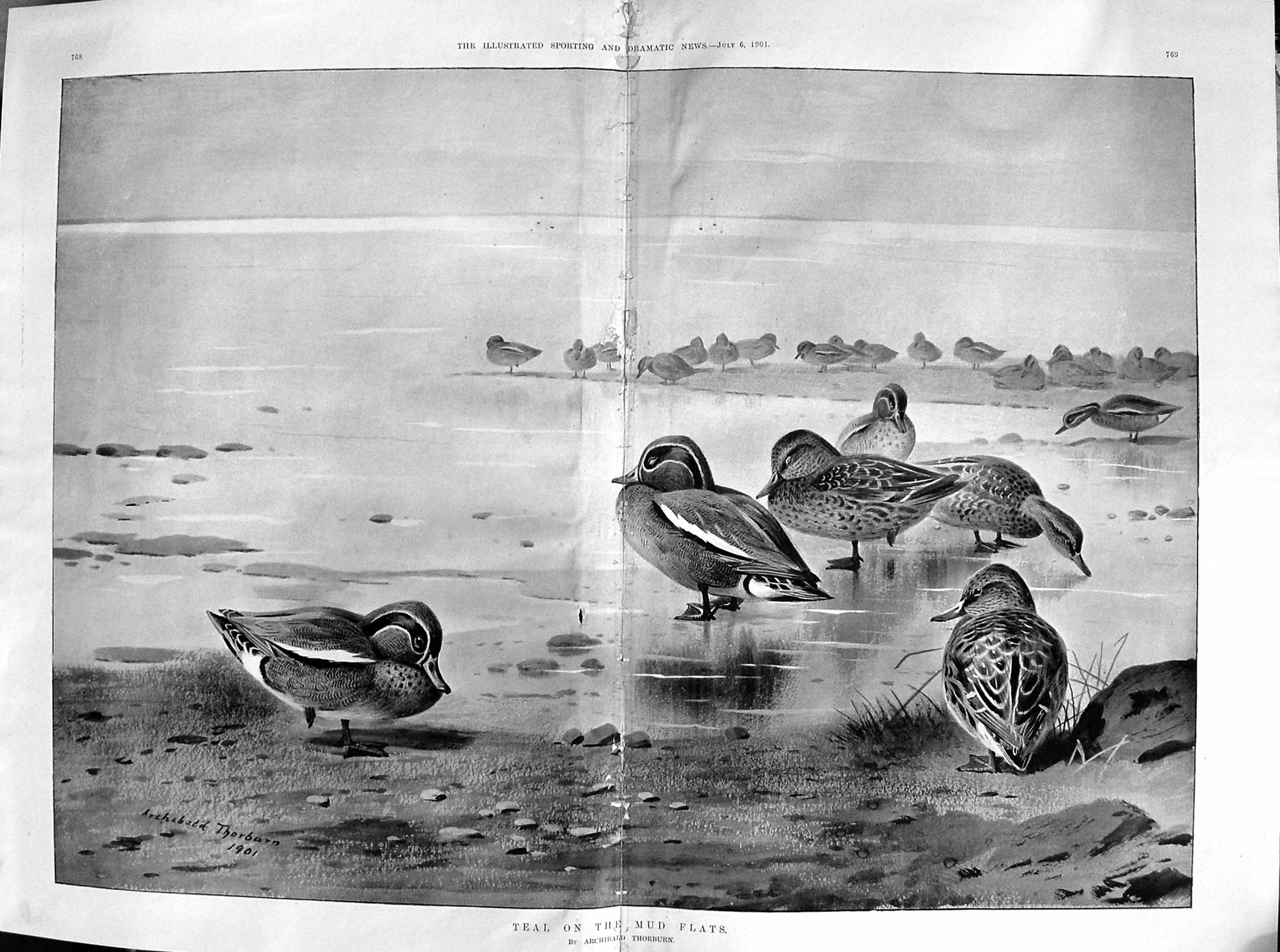 Old Antique Print Damaged 1901 Teal Birds Mud Flats Archibald Thorburn 20th