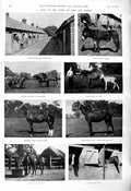 Old 1901 Horses Pensioner Bob Trusty Donkey Foal Oxford Cambridge Cyc Victorian