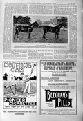 Antique Old Print 1901 Hutton Hackney Stud Horses Musk Howard Beechams Pills G