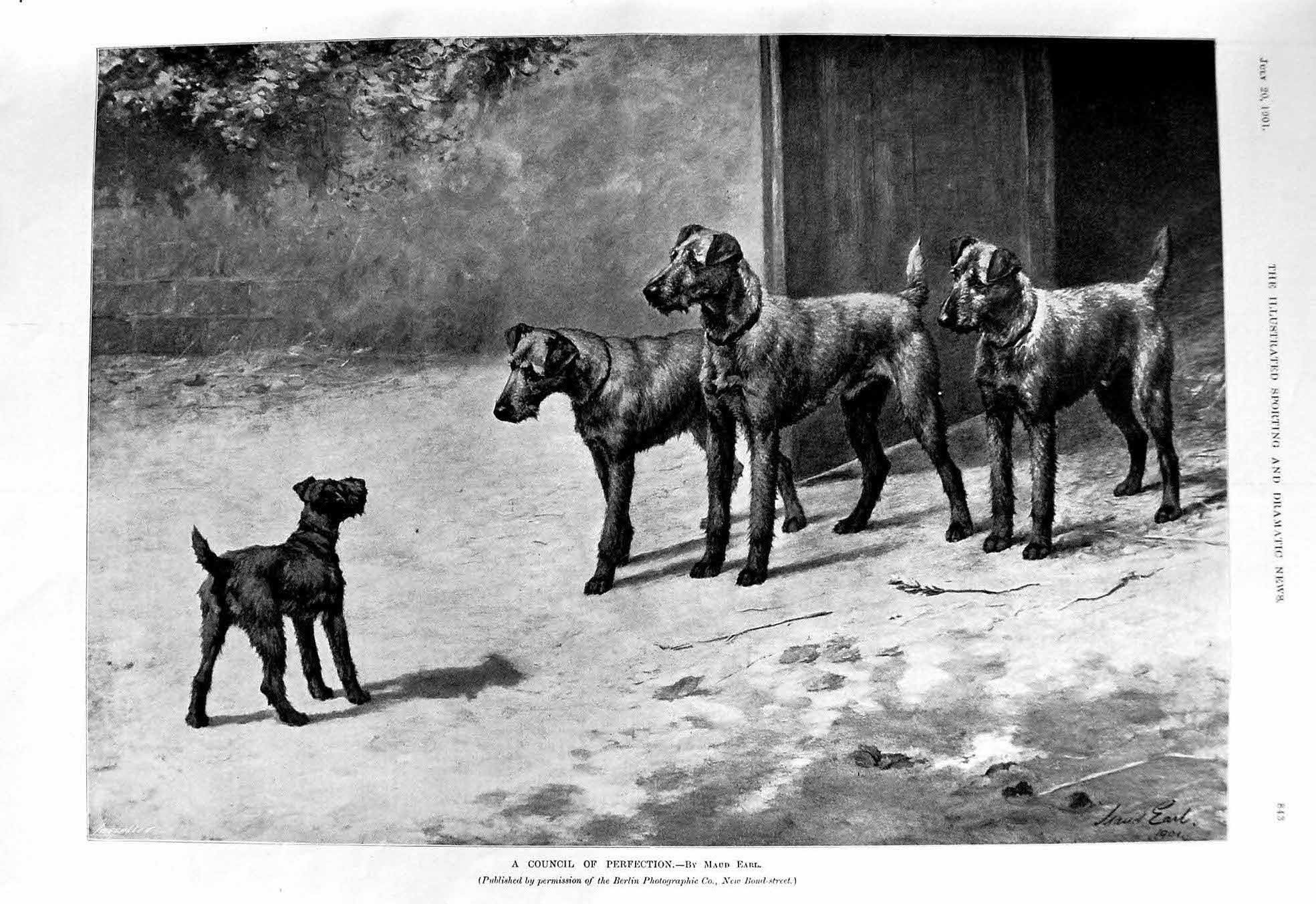 Old 1901 Council Perfection Dogs Maud Earl Dublin University Pennsylv Victorian