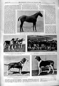 Old 1901 Peterborough Show Stokes Horse Pedlar Dog Duke Leeds Edna Ma Victorian