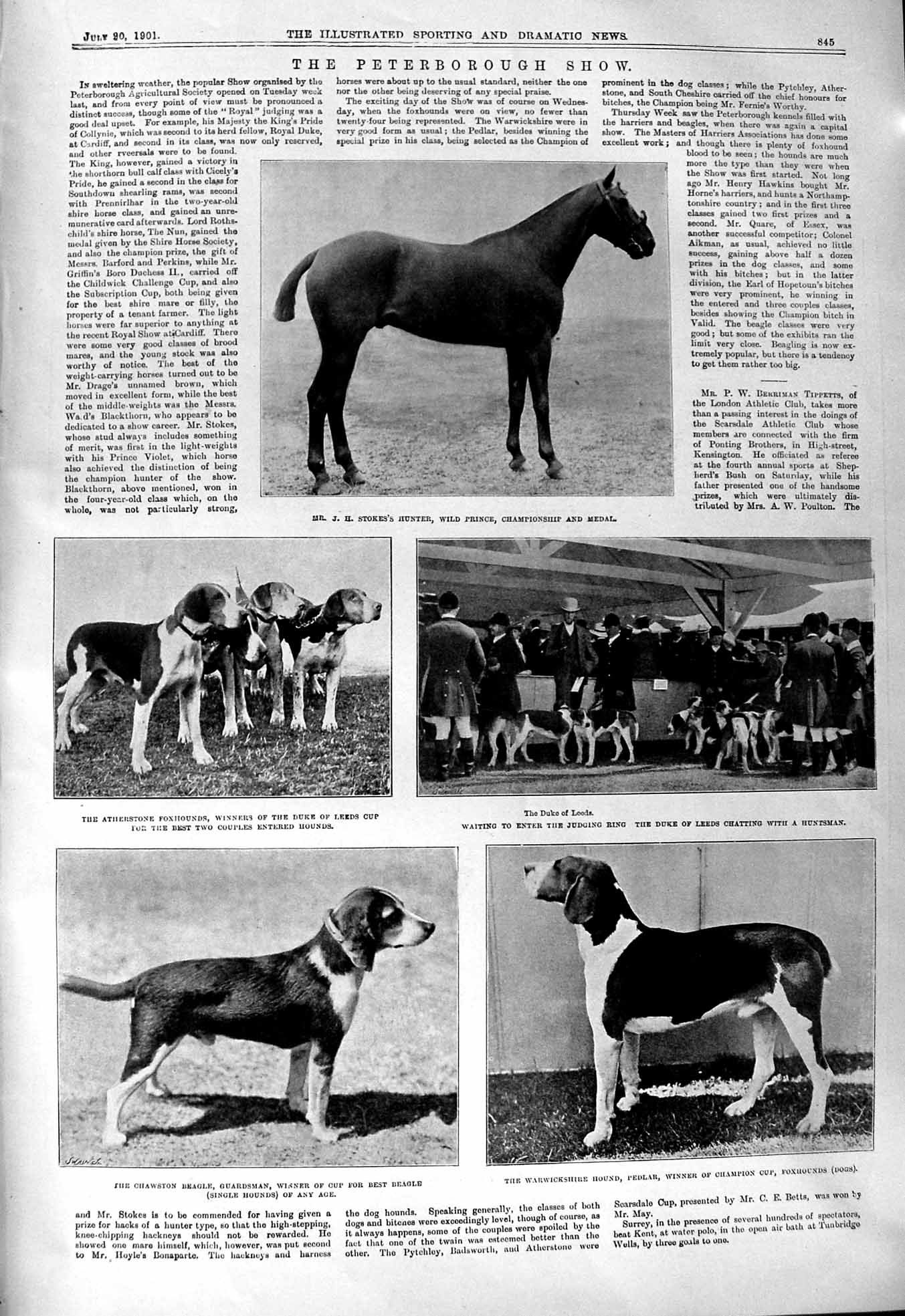 Old 1901 Peterborough Show Stokes Horse Pedlar Dog Duke Leeds Edna Ma Victorian