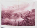 Old Damaged 1901 Grouse Birds Drinking Pool Archibald Thorburn Nature 20th