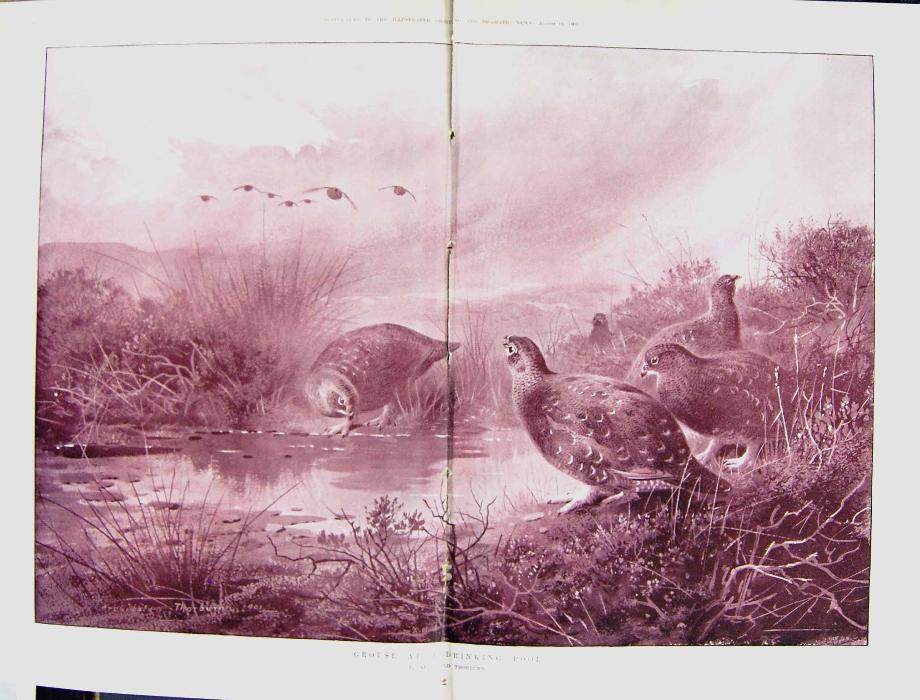 Old Damaged 1901 Grouse Birds Drinking Pool Archibald Thorburn Nature 20th