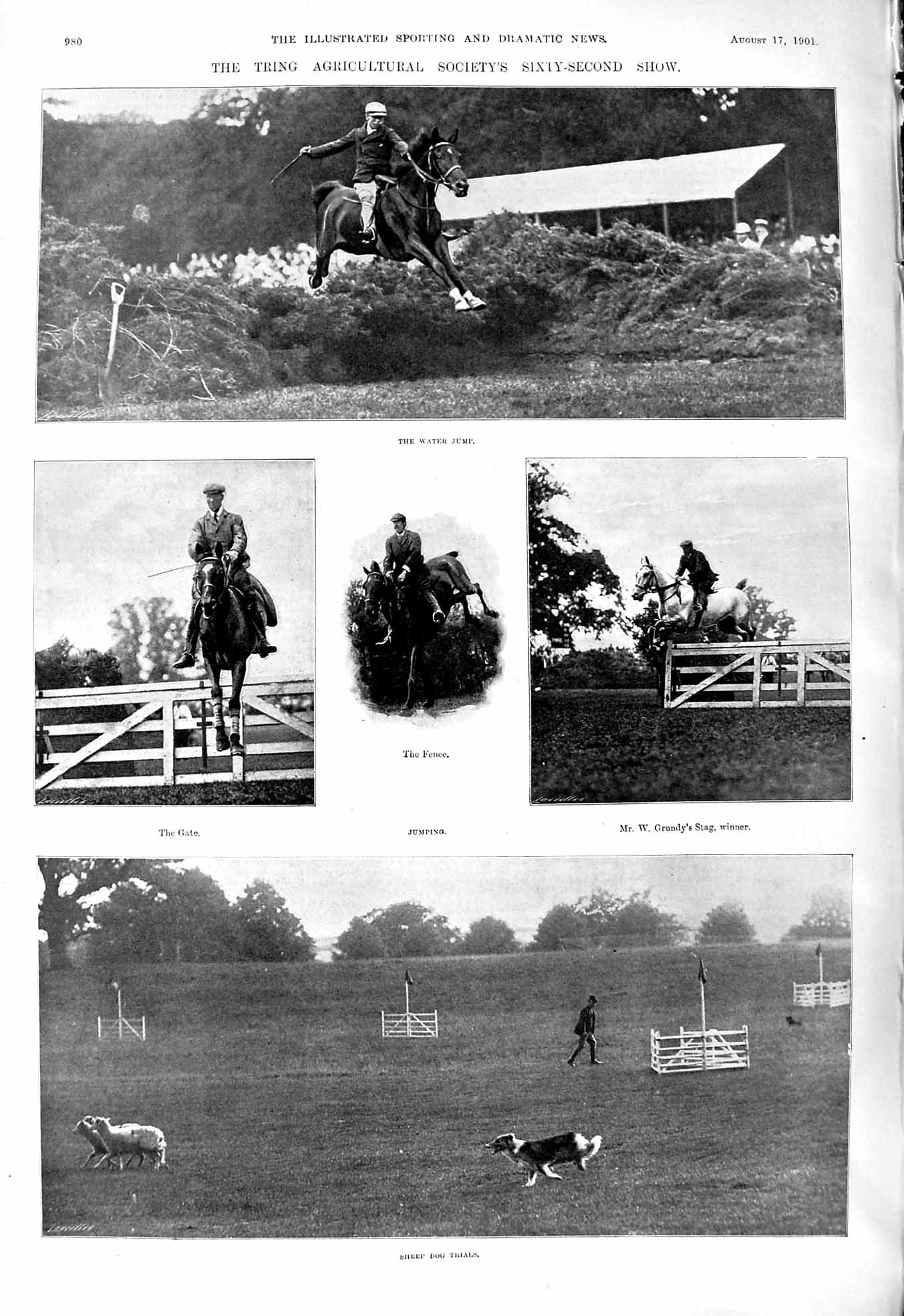 Old 1901 Tring Show Horse Jumping Grundy Stag Sheep Dog Trials Photog Victorian