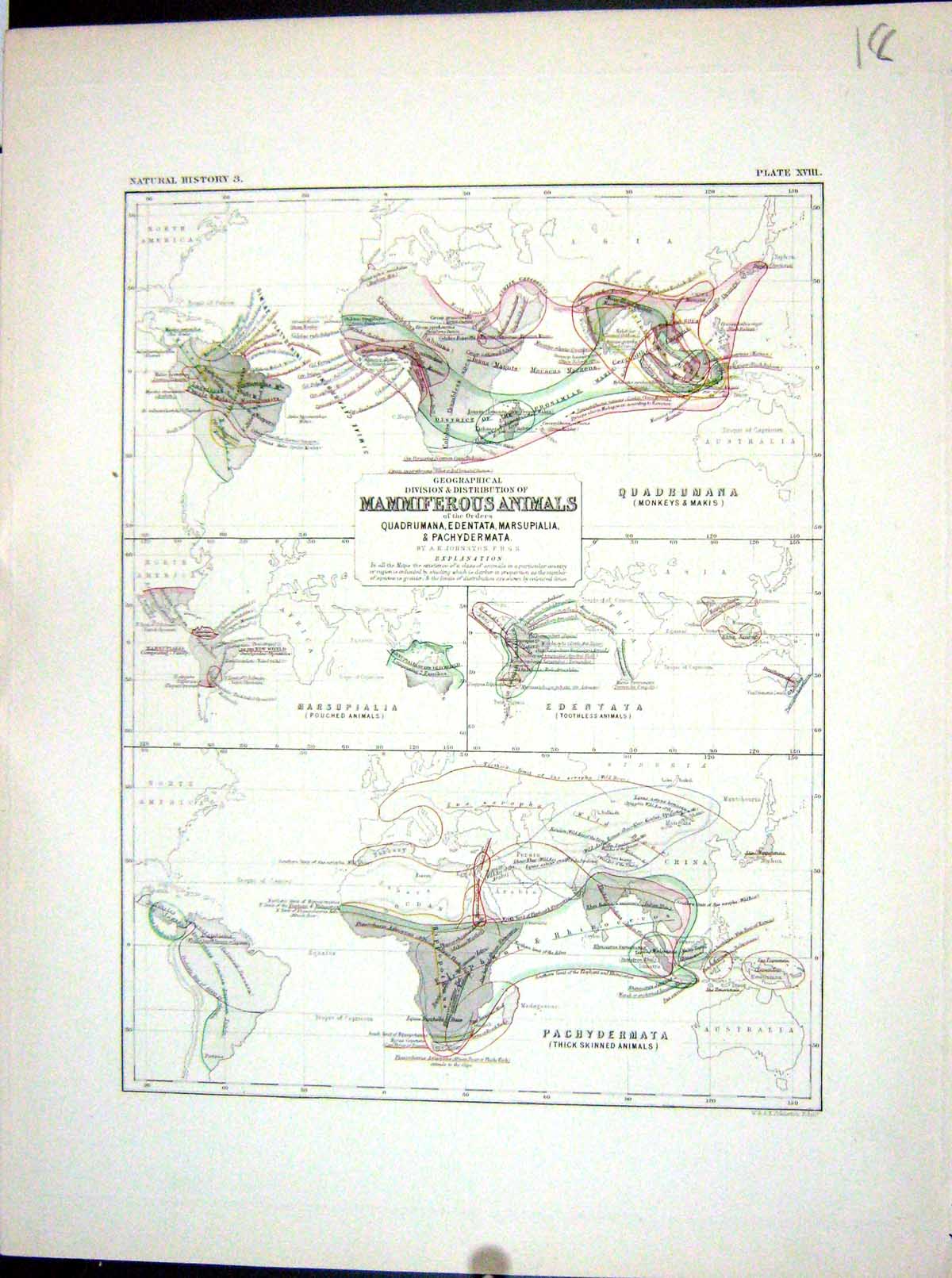 Antique Old Print Johnston Map 1856 Mammiferous Animals Pachydermata Monkeys