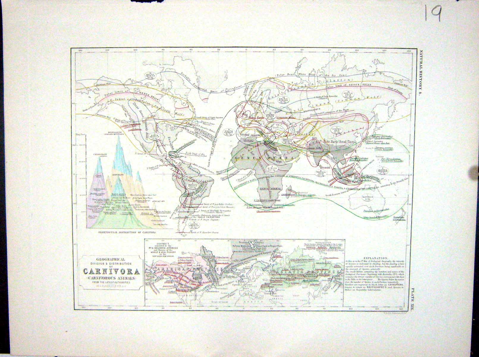 Antique Print Johnston Map 1856 Geographical Carnivora Carnivorous Animals 19th