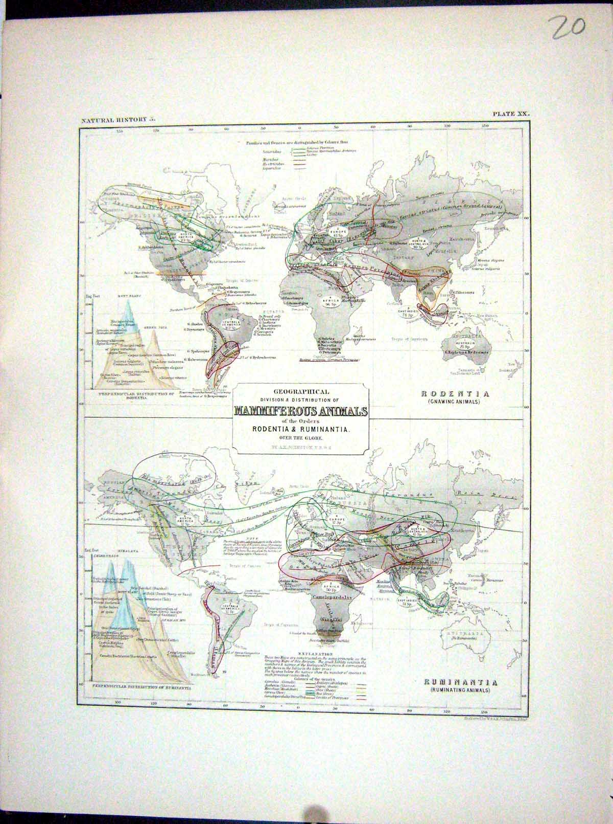 Antique Old Print Johnston Map 1856 Geographical Mammiferous Animals Rodentia