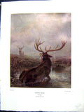 Antique Print 1938 NettlefGrundy Water Interrupted Stags River Joseph Wolf 20th