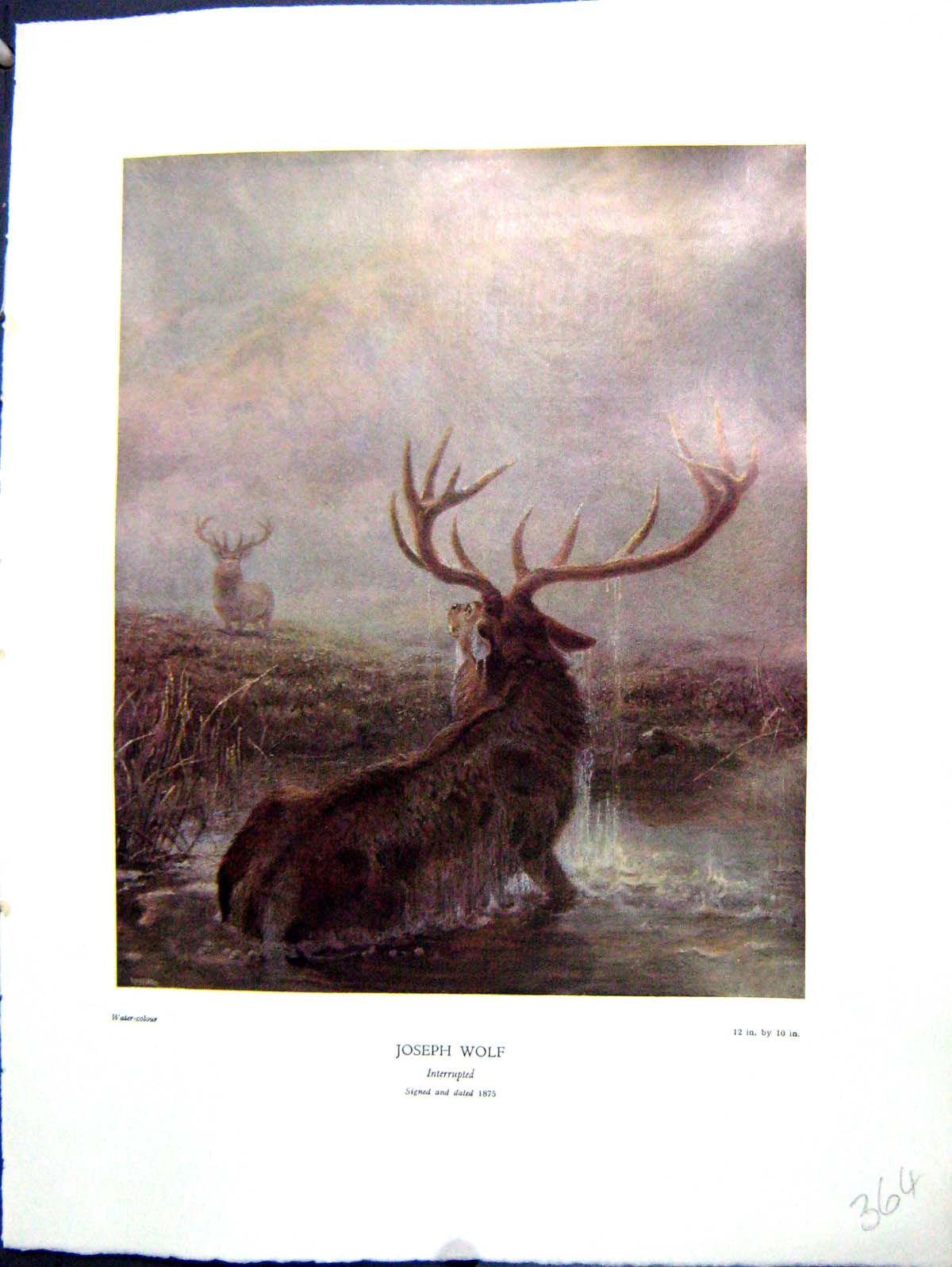Antique Print 1938 NettlefGrundy Water Interrupted Stags River Joseph Wolf 20th