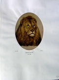 Old Vintage Print 1937 NettlefGrundy Water Colour Frank Paton Lions Head 20th
