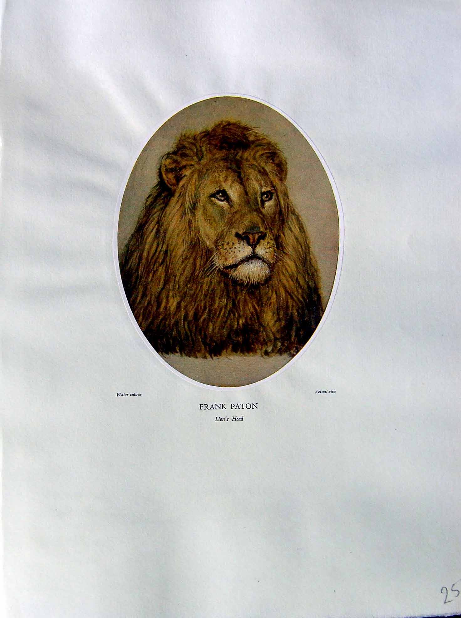 Old Vintage Print 1937 NettlefGrundy Water Colour Frank Paton Lions Head 20th