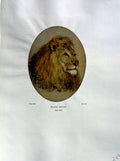 Old Vintage Print 1937 NettlefGrundy Water Colour Frank Paton Lions Head 20th