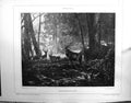 Old Galerie Contemporaine 1877 Baschet Bodmer Preliminaires Deer Sket Victorian
