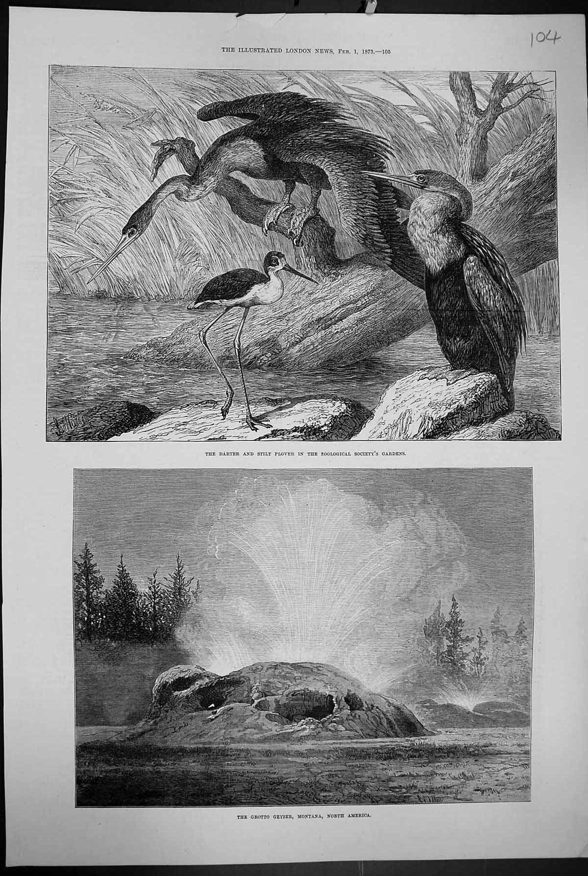 Old 1873 Darter Stilt Plover Birds Zoological Gardens Grotto Geyser M Victorian