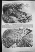 Old 1860 African Leopard Regent'S Park Camellias Flower Show Vauxhall Victorian