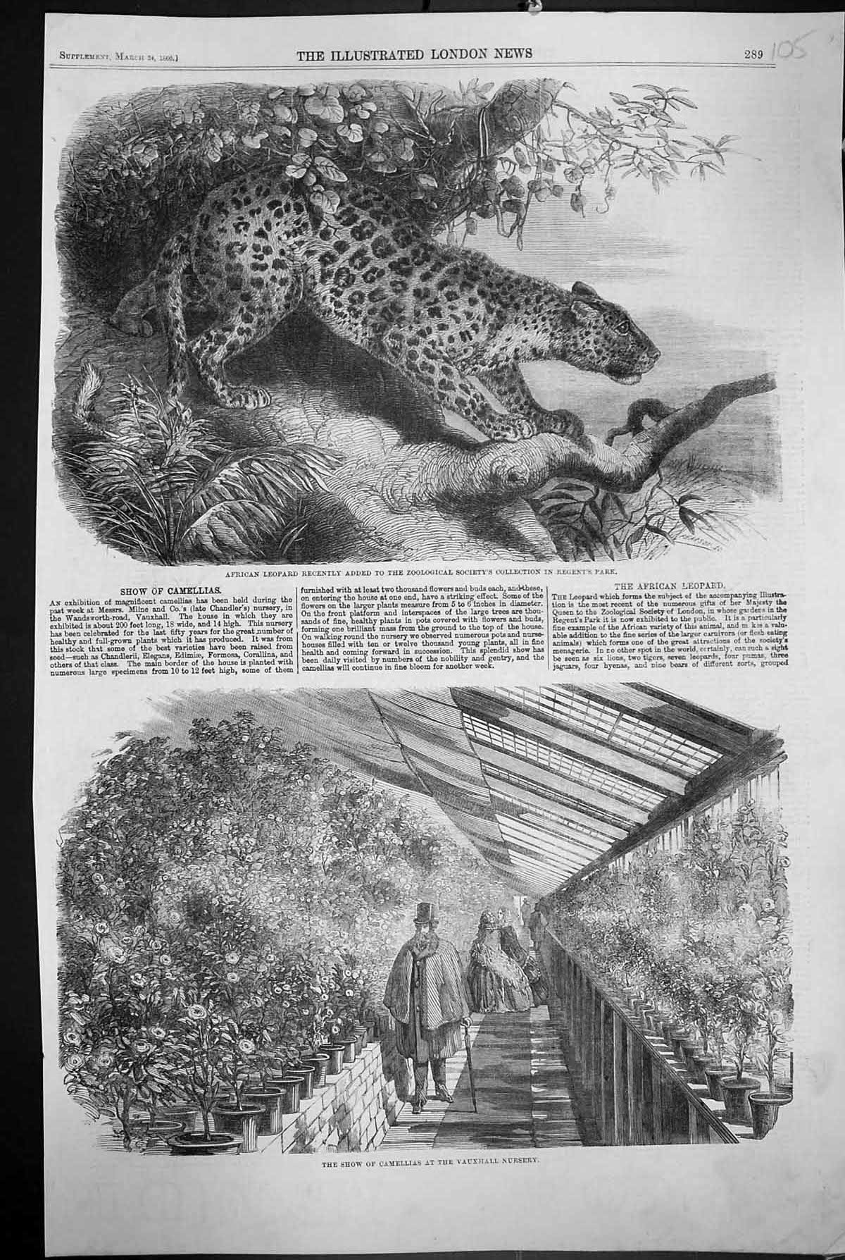 Old 1860 African Leopard Regent'S Park Camellias Flower Show Vauxhall Victorian