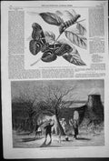 Old 1861 Silkworm Moth Cynthia Caterpillar Cocoon Wassailing Apple Tr Victorian