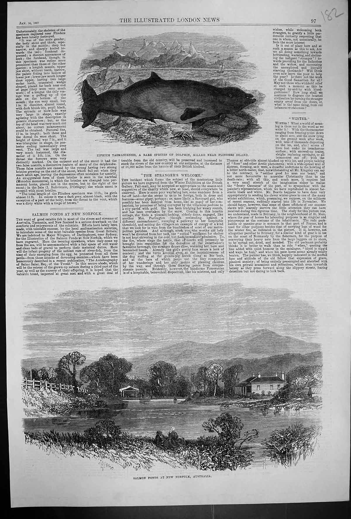 Old 1867 Salmon Ponds Norfolk Australia Ziphius Tasmaniensis Dolphin Victorian