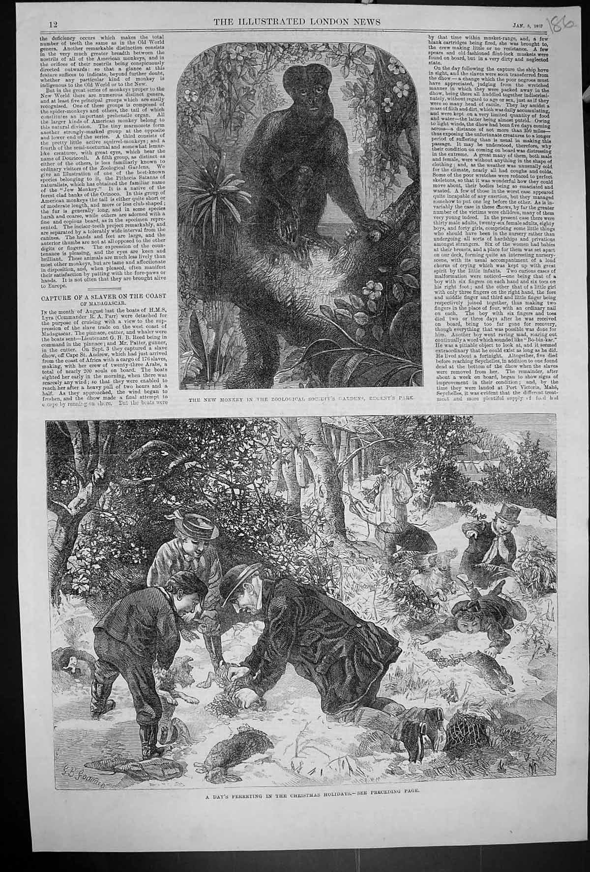 Old 1867 Monkey Zoological Gardens Regent'S Park Ferreting Christmas Victorian