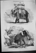 Antique Old Print 1857 Elephant State Howdah Baroda Rajah Bhurtpore Carpenter