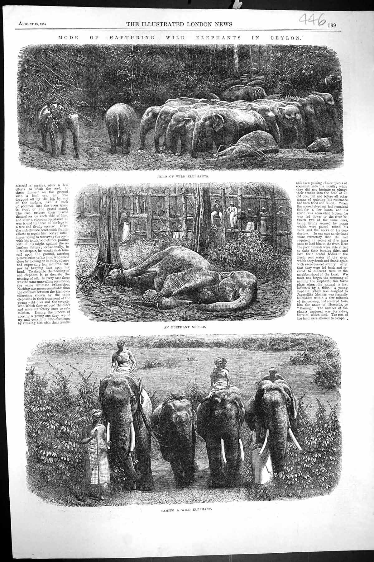 Antique Old Print 1864 Capturing Wild Elephants Ceylon Taming Noosed Animals