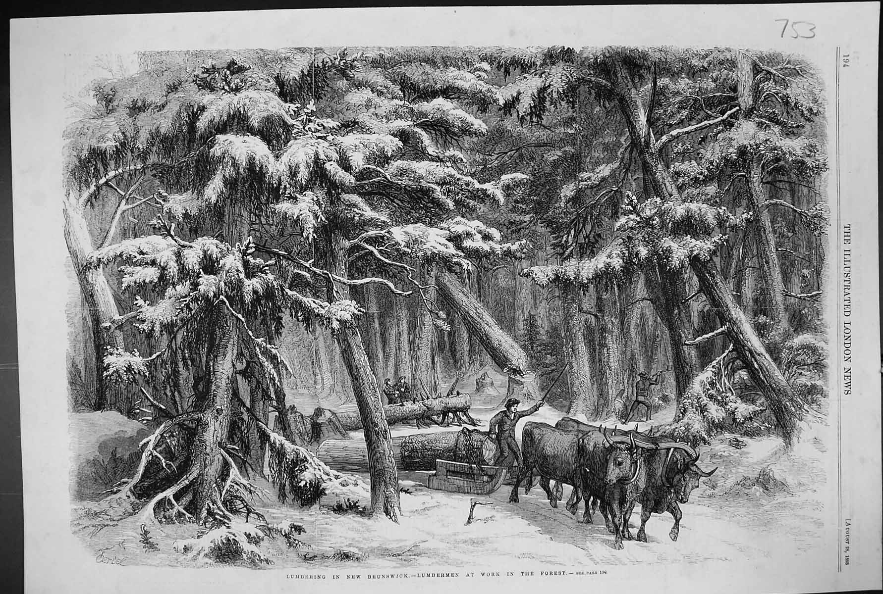Old 1858 Lumbering New Brunswick Lumbermen Forest Trees Bullock Cart Victorian